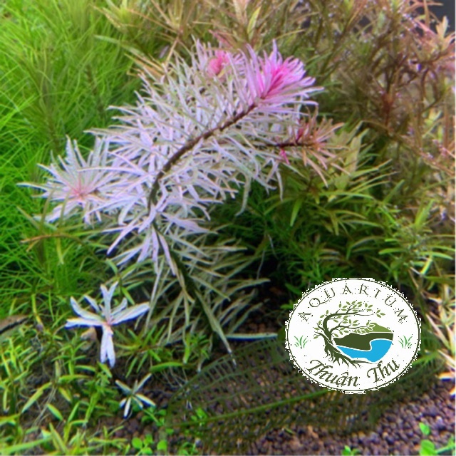 Cây bạch thái dương cây thủy sinh cắt cắm