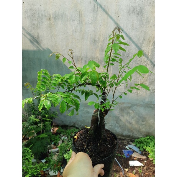 Cây khế NHẬT bonsai SIÊU TRÁI