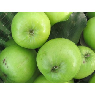 Cây giống Táo Đại