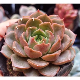 Sen đá Bông Hồng Tím - Hư 1 đổi 1- Cây cảnh trang trí- HOA ĐÁ shop