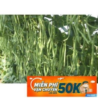 20g Hạt giống Đậu Cove leo (tặng gói kích nẩy mầm và hướng dẫn) LuckyseadTG