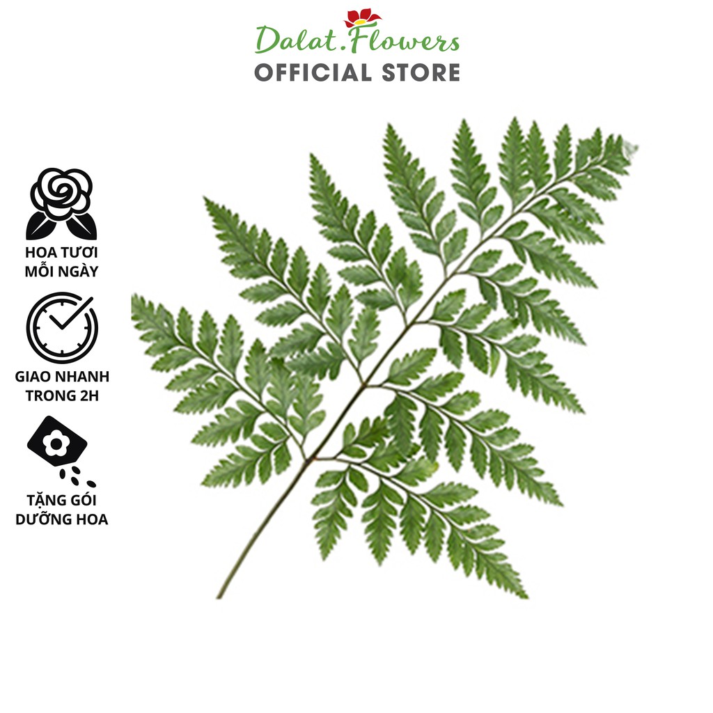 Lá Dương Xỉ Pháp Cắm Hoa (Bó 20 cành) - Dalat.Flowers