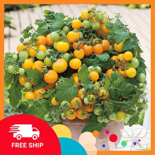 Hạt giống cà chua cherry lùn vàng 30  hạt
