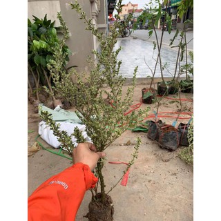 CÂY HOA TUYẾT MAI
