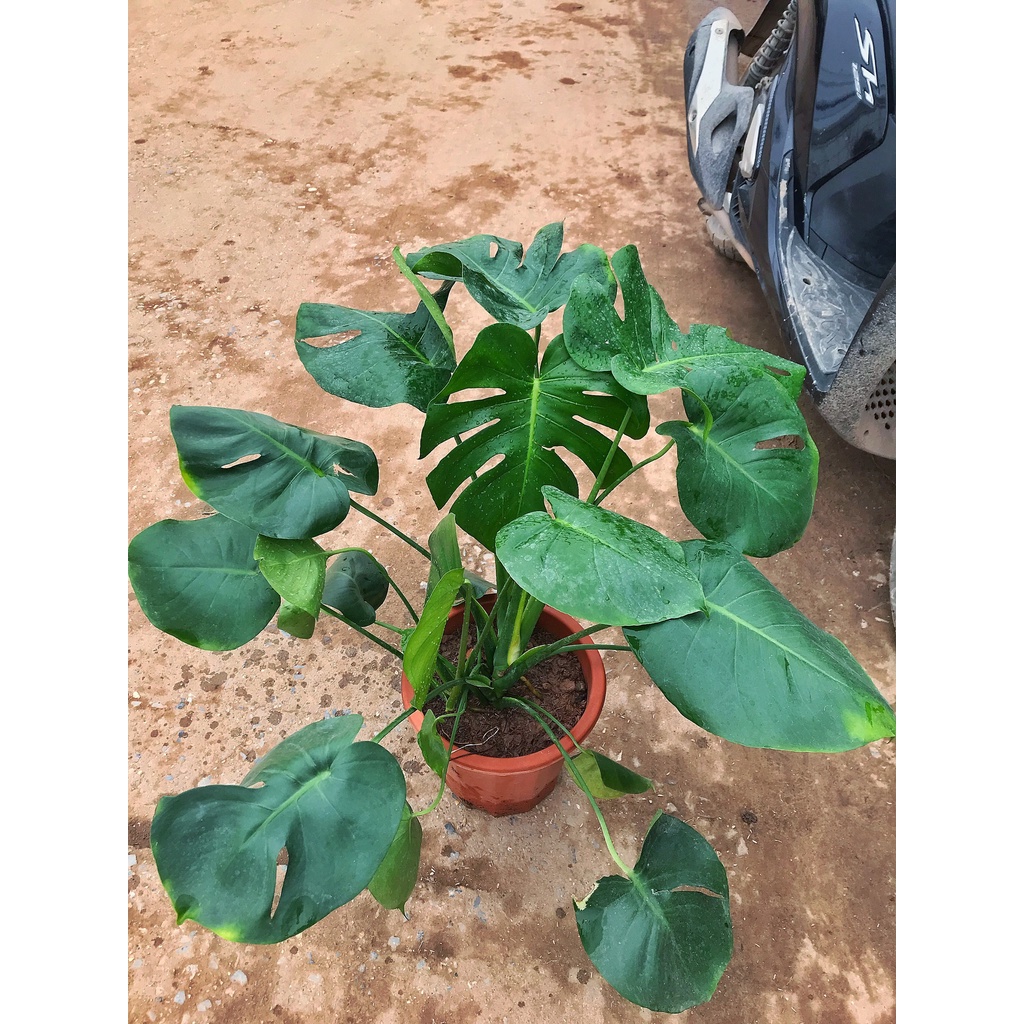 Cây trầu bà Nam Mỹ lá xẻ, trầu bà monstera   cao 45cm lá xanh bóng, trang trí nội thất