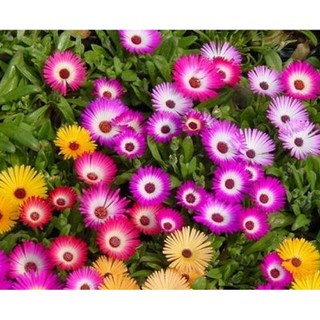 Shop 1K -100 HẠT GIỐNG MƯỜI GIỜ CHÂU PHI CÚC CẦU VỒNG MIX SIÊU DỄ TRỒNG  - Tặng thuốc kích hạt nảy mầm nhanh chóng