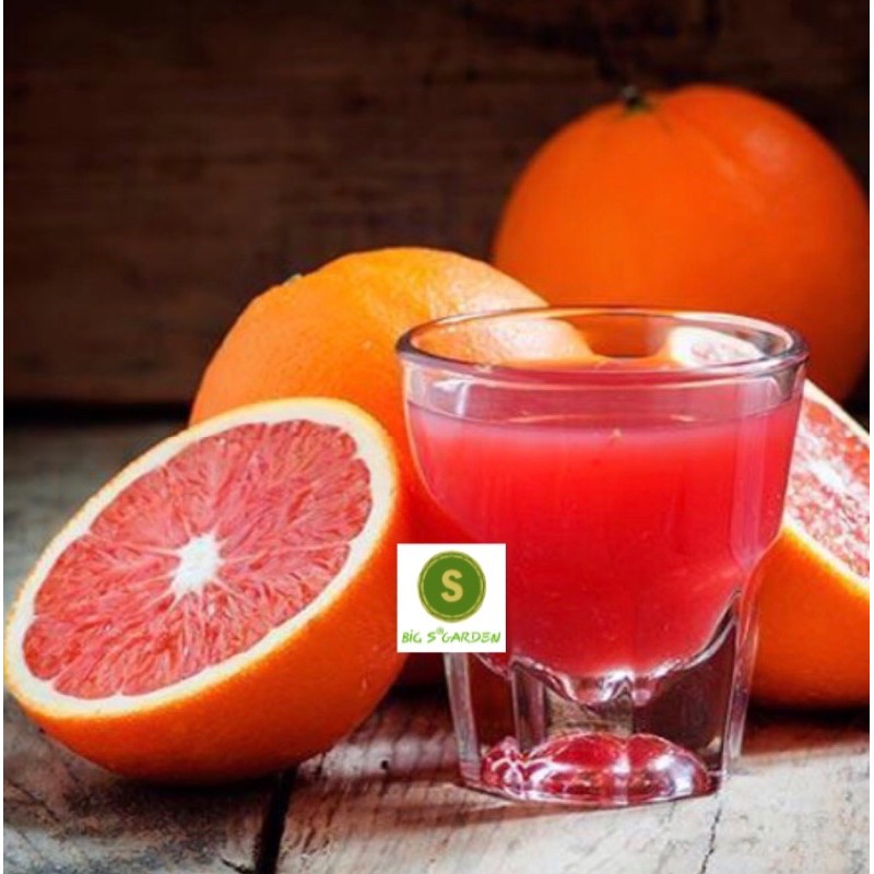 Cây Cam Cara Ruột Đỏ