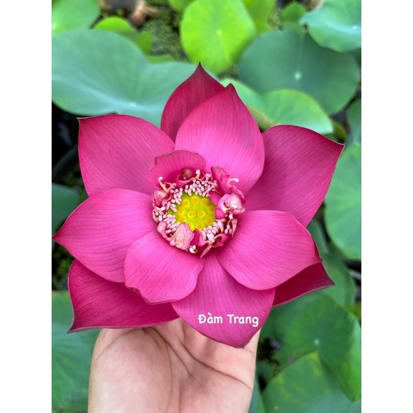 Củ sen Superlotus 14B