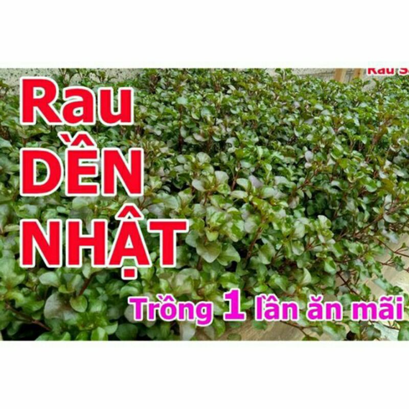 cải soong nhật (rau dền nhật)bầu nhiều cây