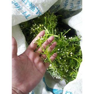 Cỏ điểm lạng (trộn lộn xộn)