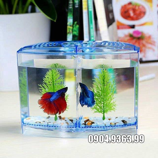 Bể cá betta mini 2 ngăn cực đẹp & tiện lợi