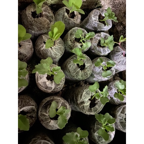 Viên nén xơ dừa chất lượng cao - dùng để ươm hạt thay cho bầu ươm