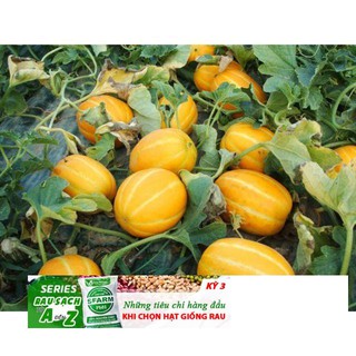 Hạt giống cây Dưa lê vàng Hàn Quốc (10 hạt)