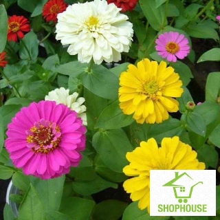 shophouse Gói 300 hạt giống hoa cúc lá nhám nhiều màu  SHOP HOUSE  TẾT KHUYẾN MẠI