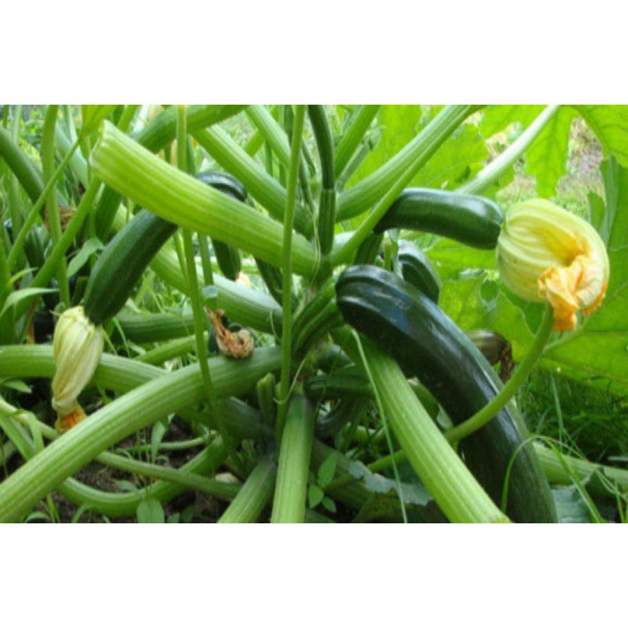15 Hạt giống quả bí ngòi xanh  KHUYẾN MẠI SHOP MỚI HẠ GIÁ SỈ
