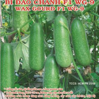 BÍ ĐAO CHANH F1 (0,2G) nhập khẩu-  chuyên dụng.