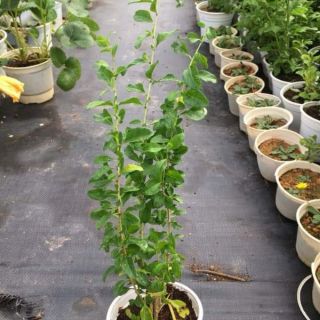 Cây giống Kỷ Tử