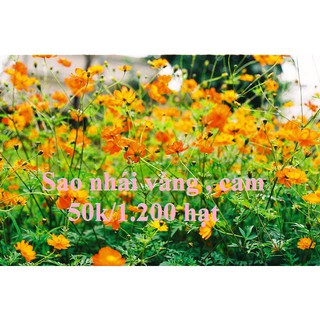 Cúc bướm Vàng , Cam 50k/2.500 hạt ( Sao nhái )