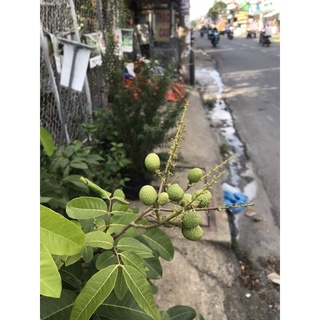 Cây Nhãn Quế (trồng chậu siêu sớm)