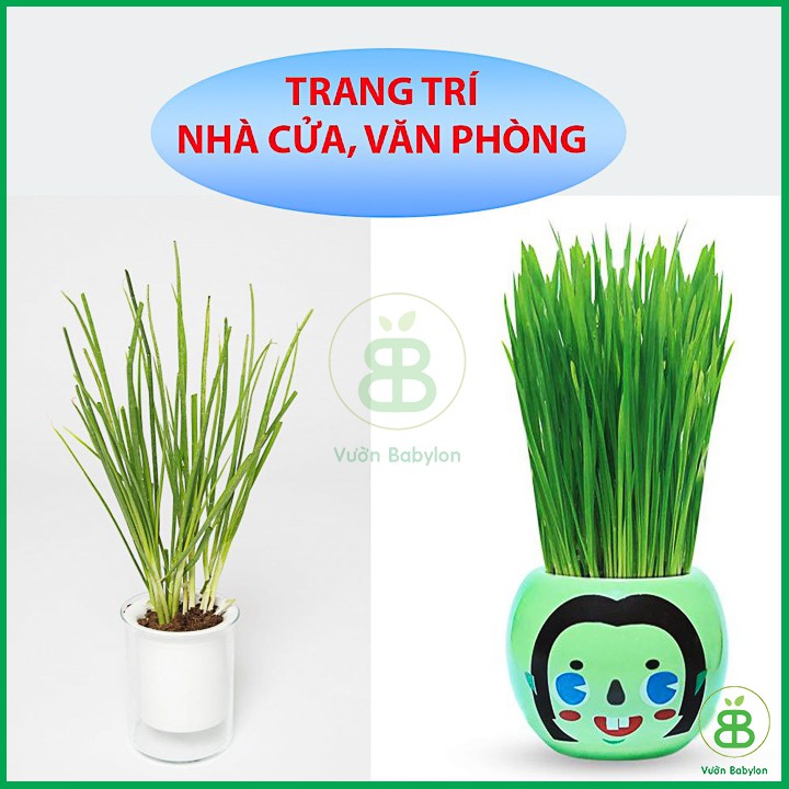 Hạt Giống Hành Lá Cao Sản 2Gr Dễ Trồng, Nhanh Thu Hoạch