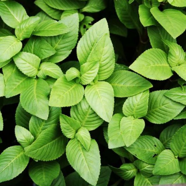 Chậu rau quế vị(rau xá xị)