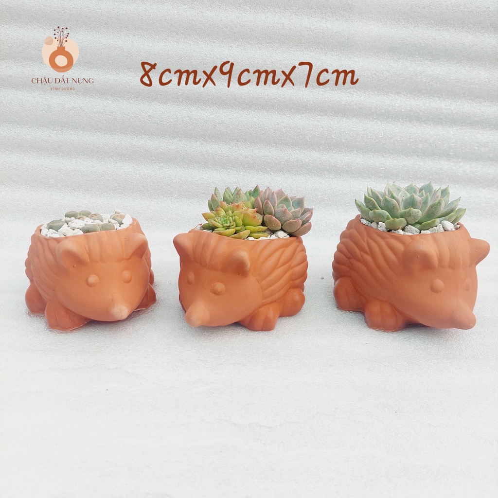 Chậu đất nung, Chậu sen đá - Nhím con, miệng chậu 8cm đến 9cm, chiều cao 7cm