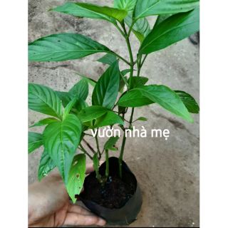 Cây lá cẩm tím giống nhật-size 25-30 cm