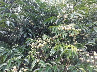 1,6kg măng ớt mác mật