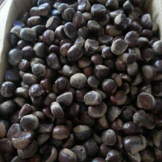 Hạt dẻ Cao Bằng