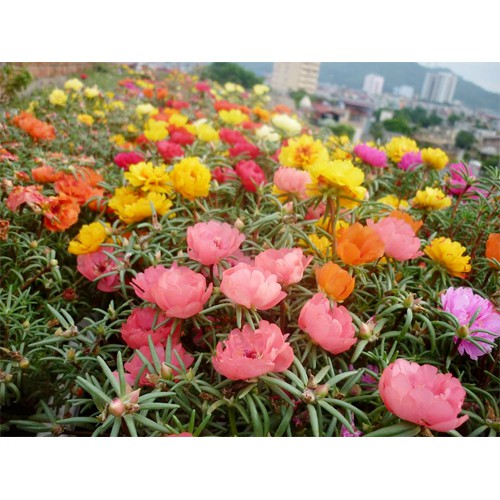 200h hạt giống hoa mười giờ kép Mỹ-Mix nhiều màu ( Portulaca )