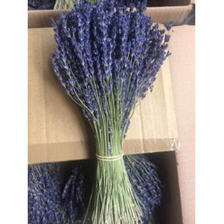 Hoa oải hương khô Lavender Fine