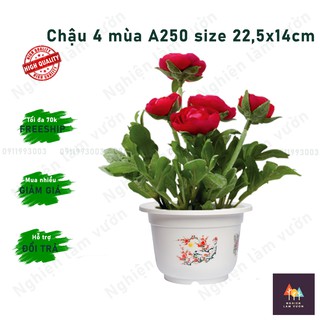 Chậu 4 mùa trồng hoa đẹp mã CN03A250 kt 22,5x14cm
