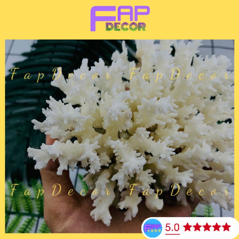Bông Rạn Sạn Hô Nhánh Gai Trang Trí Bể Cá, Trang Trí Chụp Cảnh, Làm Đẹp Decor Phòng - FapFood