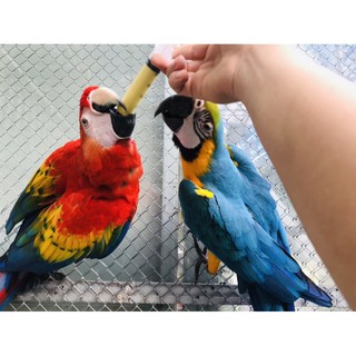 Bột vẹt con nutri bird A8