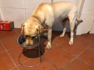 Bát ăn cho chó lớn Cao 25cm - bát 26cm