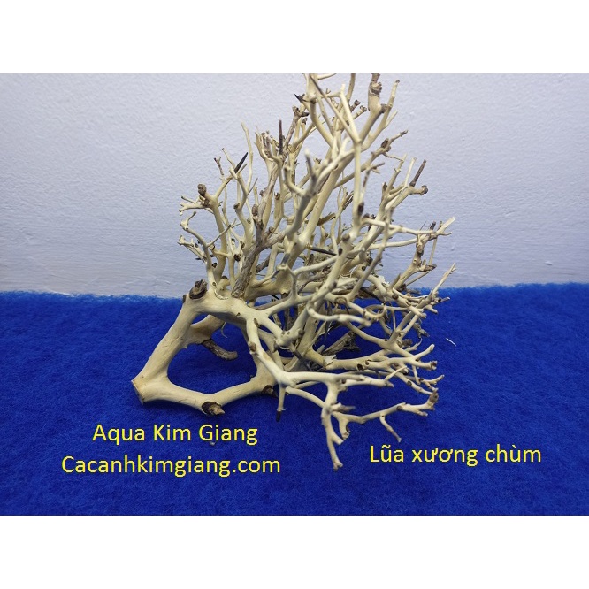 Combo Lũa cho bể thủy sinh cho bể thủy sinh 40cm -50cm