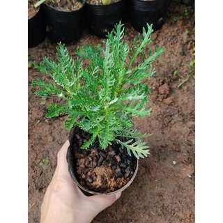 Cây cúc thân gỗ