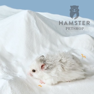 Cát tắm hamster khử mùi – Hạt mịn, sạch lông, chống rận | HamsterPetshop1