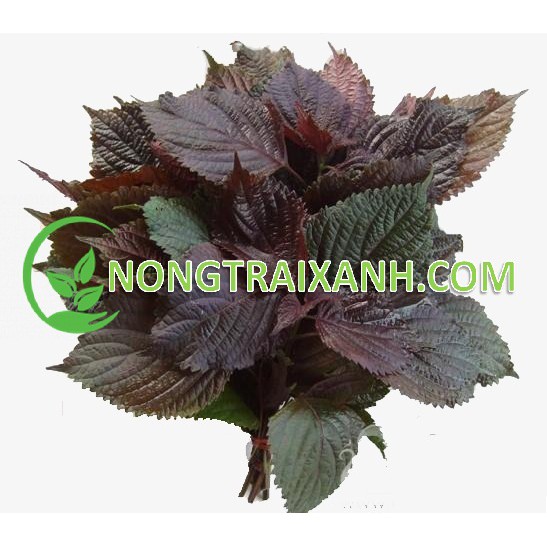 200H - HẠT GIỐNG RAU TÍA TÔ TÍM