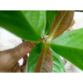 Cây mận điều giống , từ 30-49 cm
