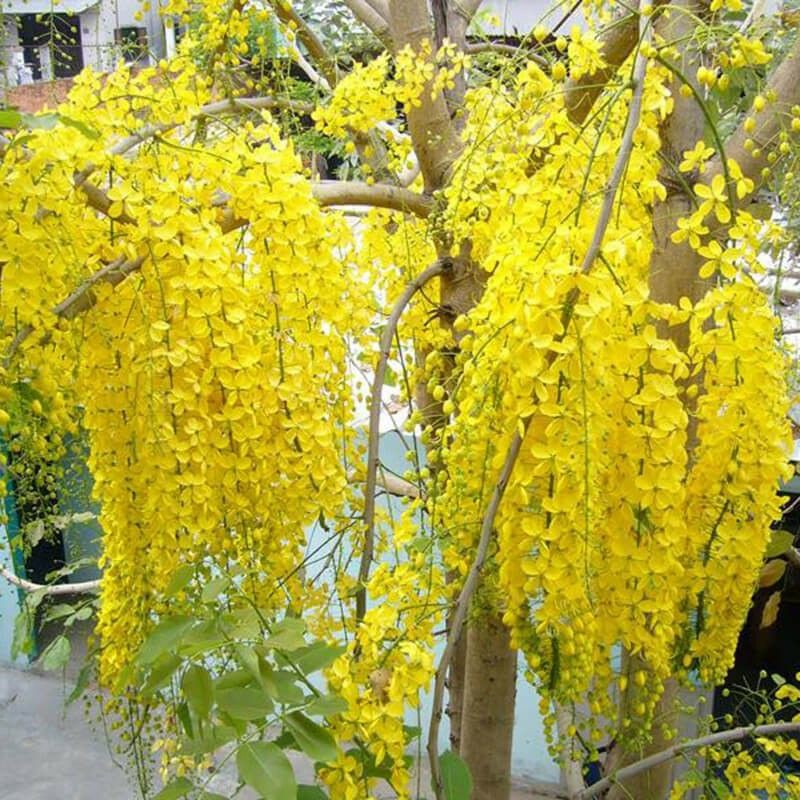 Cây 🌲 Hoa Hoàng Hậu 1m2