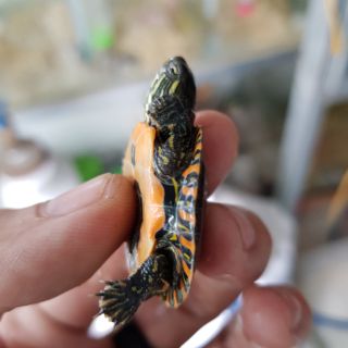 Vẽ phương tây size 2-3