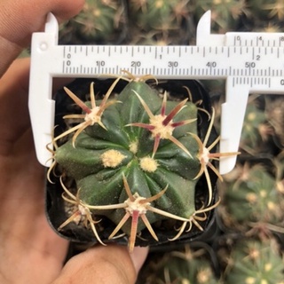 Xương rồng móc câu