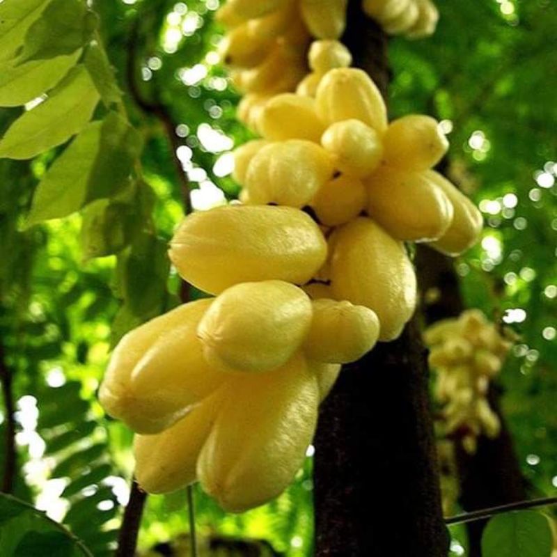 Giống Cây Khế Chua Tàu