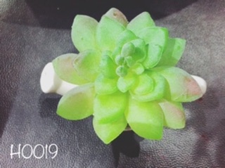 Hoa đá + cây xương rồng ( combo 7 cây) 