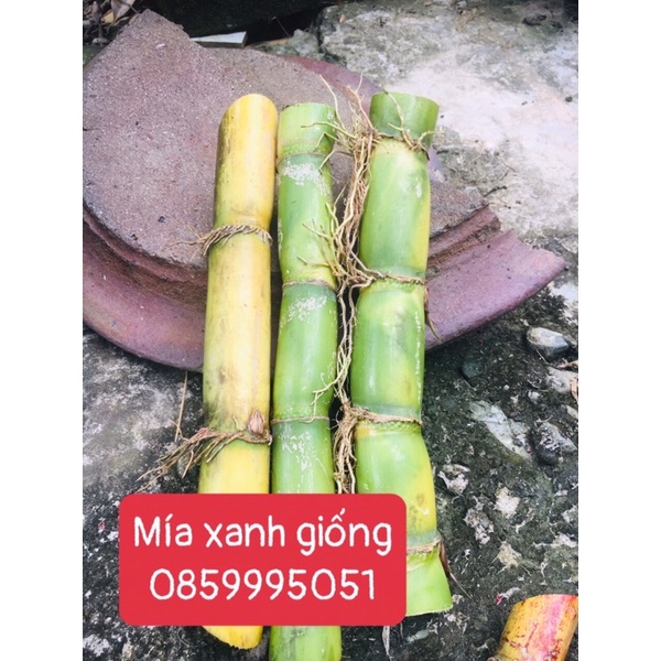 Mía tây giống 3 đoạn