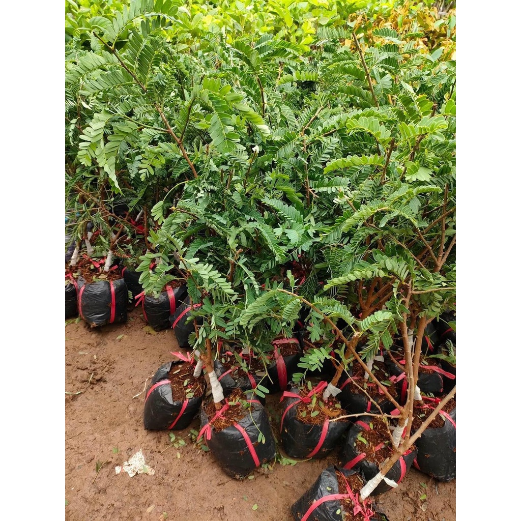 Cây Giống me thái ghép siêu sơm