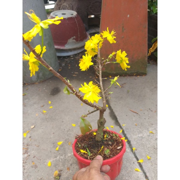 Mai Đại Lộc 49 cánh siêu nụ chơi tết bonsai mini