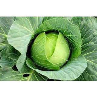 [ Bán chạy ] Hạt giống Cải bắp Xanh-2g (tặng kèm 20 hạt Cải Kale Khủng Long)