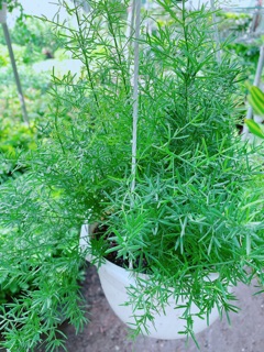 Chậu thiên môn đông